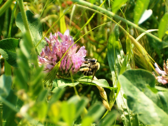 Identificazione Imenottero